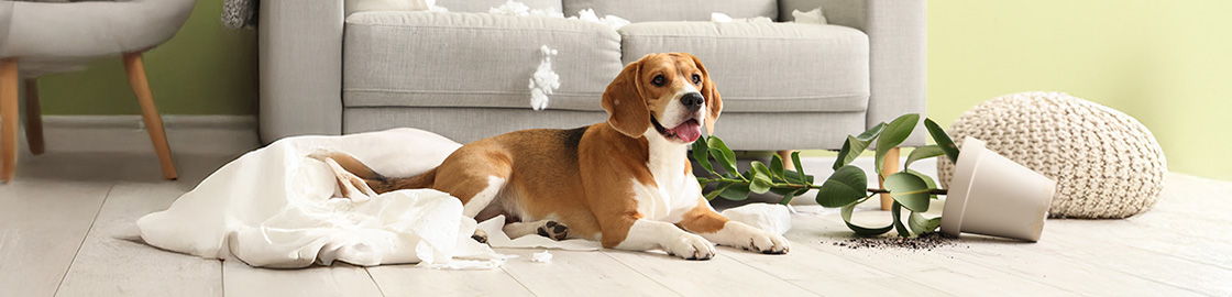 foto de un perro sentado en el piso de la sala con una maceta que tiró al intentar masticar la planta.